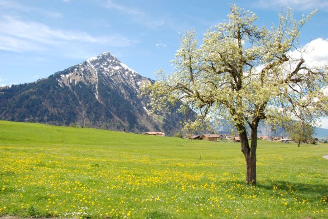 Niesen_Obstblueten