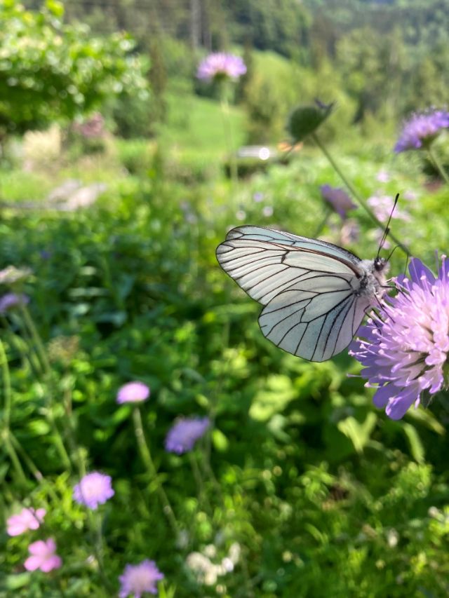 Schmetterling