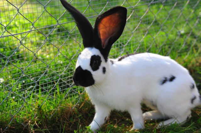 Hase
