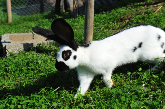 Park Hase Wiese