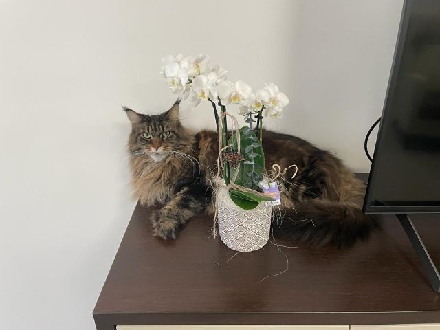 fcb52327-230c-4609-ab89-e5baec516045