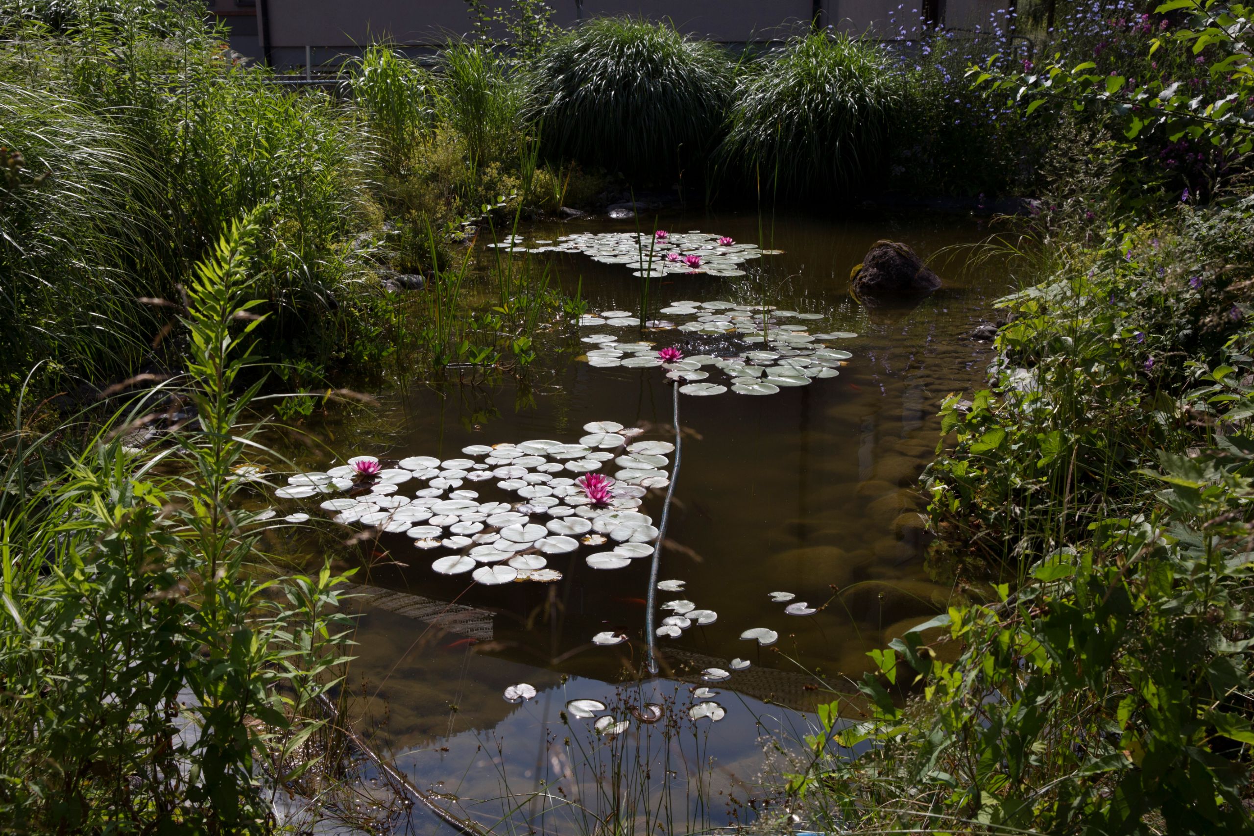 Garten Teich 3